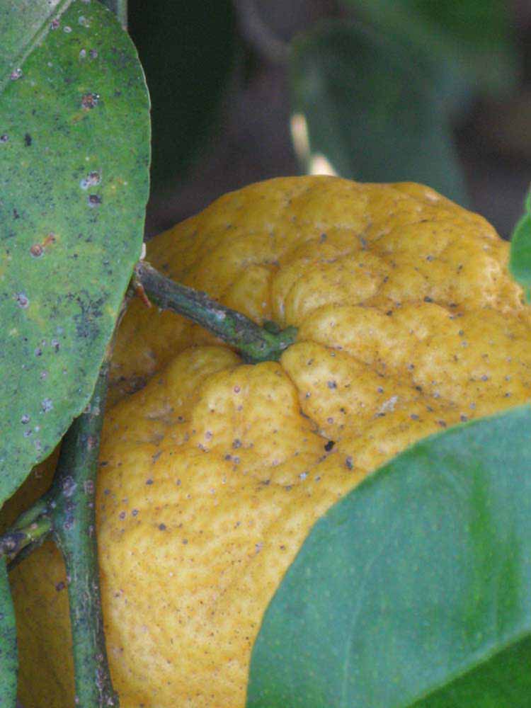            Fruit (Gomiri, Riverside, CA)   